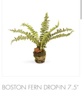 Boston Fern Drop-in 7.5”